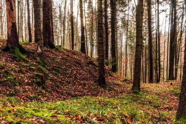 güneşli bir sonbahar ormanda
