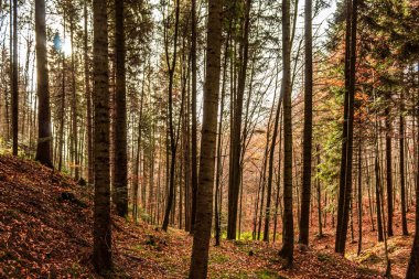 Ormanda sonbahar ağaçları