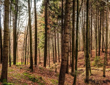 Sonbaharda ağaçlar ve yapraklarla dolu bir orman
