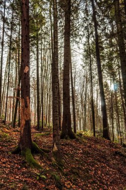 Yosunlu orman ağaçları