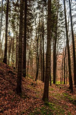orman ağaçları ve yapraklar