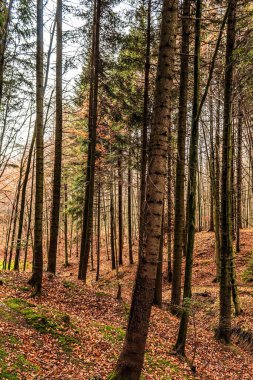 Ormanla kaplı ağaçların dikey görüntüsü.