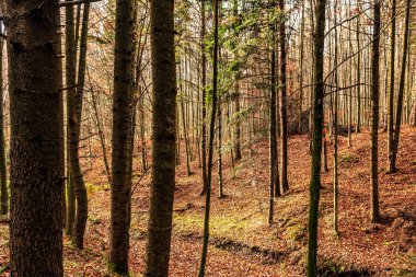 Ağaçlar ve ormanlarla dolu güzel sonbahar manzarası