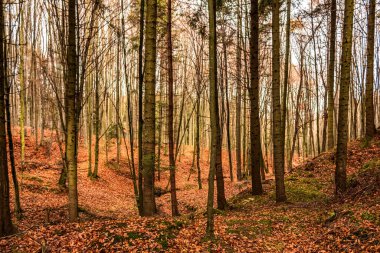 Renkli ağaçlı sonbahar ormanı