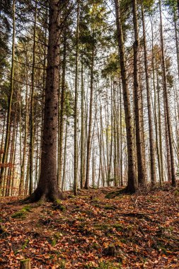 Arka planda güzel bir sonbahar ormanı manzarası