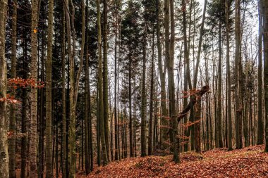 Sonbaharda bir ağaç ormanının güzel bir görüntüsü.