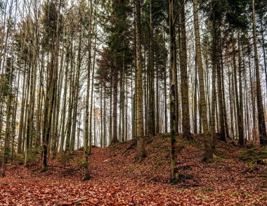 Ağaçlı sonbahar ormanı