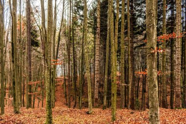 Düşen Yapraklarla Sonbahar Ormanı