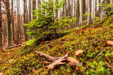 Sonbahar sezonu orman