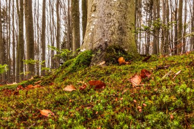 Düşen yaprakları olan güzel bir sonbahar ormanı
