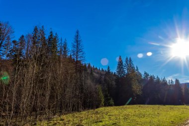 Ormanın güzel manzarası