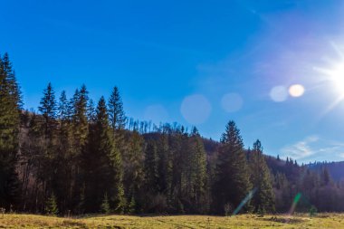 Dağlarda güneşli bir gün, güzel bir sonbahar ormanı.