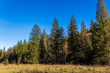 Ormandaki çam ağaçları
