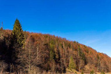 Sonbahar mevsiminde renkli orman.