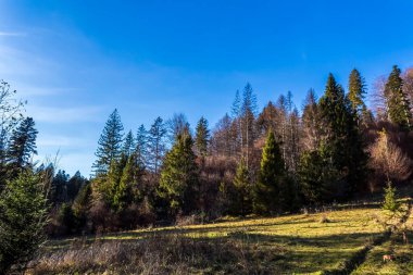 İlkbaharda ormandaki ağaçlar. Slovakya