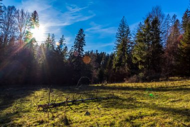 Nehir ve orman olan güzel bir manzara.