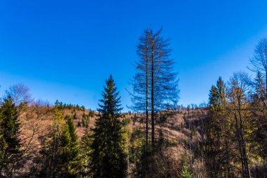 Ağaçlar ve ormanlarla dolu güzel sonbahar manzarası