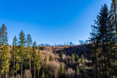 Güneşli bir günde ormandaki güzel bir ağaç manzarası.
