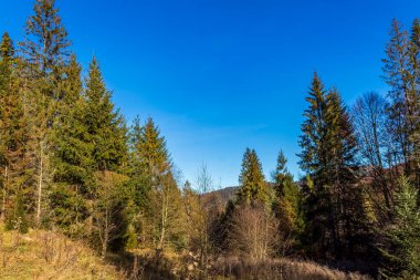 Güneşli bir sonbahar gününde güzel bir orman manzarası.
