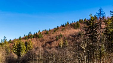 Ormanın güzel manzarası