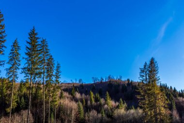 Arkasında dağ olan bir ormanın güzel bir görüntüsü.