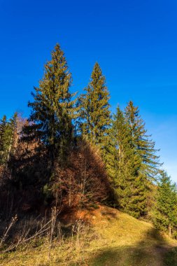 Bulgaristan 'ın Vitosha Dağı' nın sonbahar manzarası