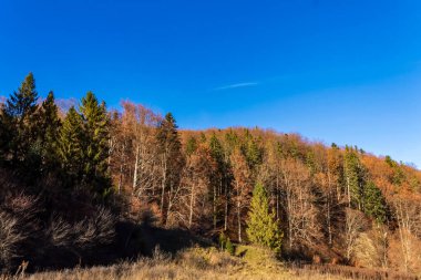 Ağaçlar ve dağlarla dolu güzel sonbahar manzarası