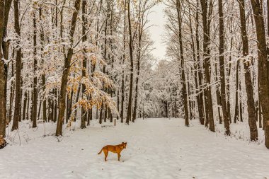 Kış ormanında köpek gezdiriyorum. Kardaki evcil hayvan. Hayvan karda yürür. Köpek doğada karda yürür. Karda yürü, tatlım.