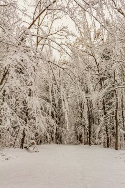Karla kaplı ağaçlarla kaplı güzel kış manzarası