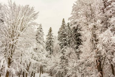 Kar - kışın ormanlık alan, kış manzarası
