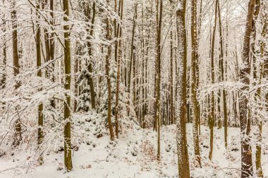 Karla kaplı ağaçlarla kaplı kış manzarası