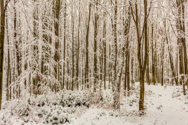 Ormandaki ağaçlarla kaplı karlı kış manzarası