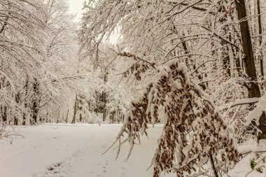 Parkta karla kaplı ağaç