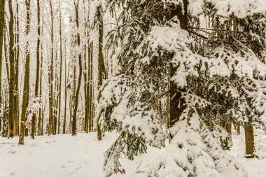 Ormanda kış, karla kaplı ağaçlar ve buzlar