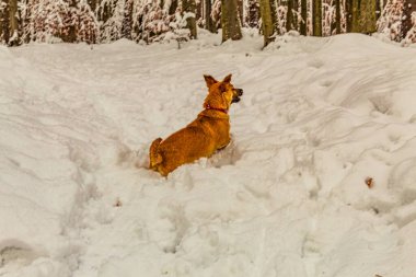 Kış ormanındaki köpek. nova scotia. Ormandaki av köpeği.