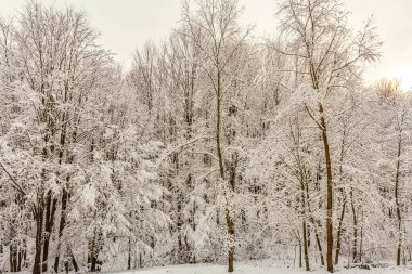 Parklardaki kar ve ağaçların kış manzarası, doğa arka planı