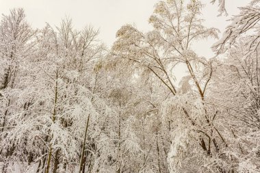 Karlı bir ormanın kış manzarası. Karla kaplı büyük bir ağaç.