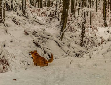 Köpek yetiştiricisi Jack Russell Terrier kış ormanlarında yürüyor.