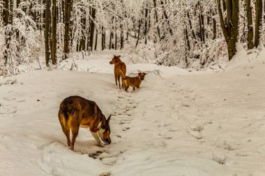 Karda yürüyen köpek