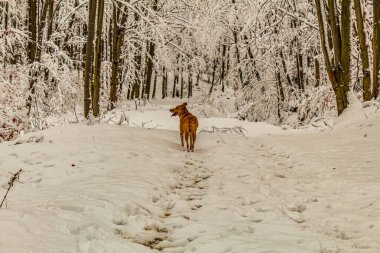 Karda güzel bir geyik. hayvan vahşi yaşam
