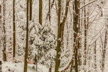Kış boyunca ağaçlar karla kaplandı.