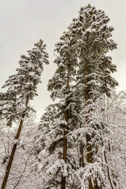 Karla kaplı ağaçlarla kaplı kış ormanı