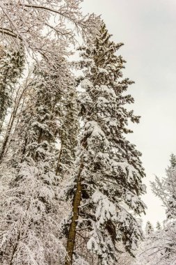 Beyaz karla kaplı karlı köknar ağacı.