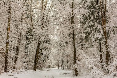 Bir kış gününde güzel bir karlı orman. Bir sürü kar ve beyaz karla kaplı ağaçlar.