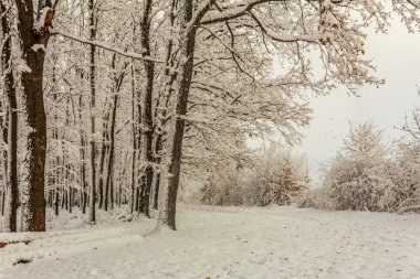 Karla kaplı ağaçlarla kaplı kış manzarası