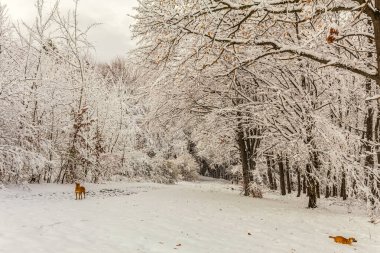 Parkta kar yağan güzel kış manzarası
