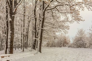 Karla kaplı ağaçlarla kaplı güzel kış manzarası