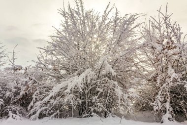 Karla kaplı ağaçlarla kaplı kış manzarası