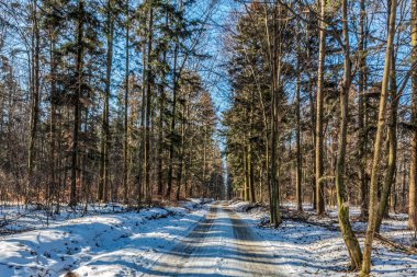 Karda ağaç olan bir yol. yüksek kaliteli fotoğraf
