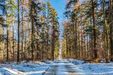 Ormanın içinden geçen kış yolu